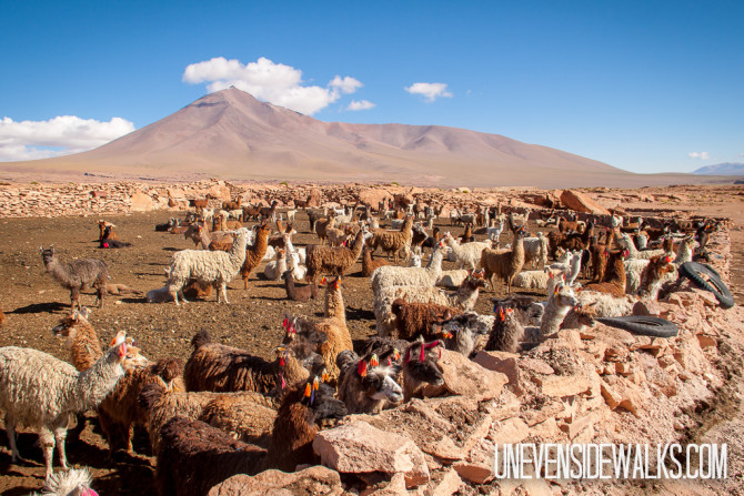Llama pen with hundreds of llamas raising their babies in San Antonio de Lipez